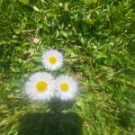 gėlės pievoje